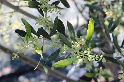 Koroneiki Olive